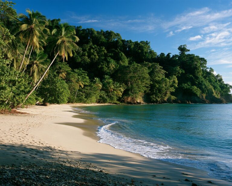 Untouched tropical beach with dense palm forest